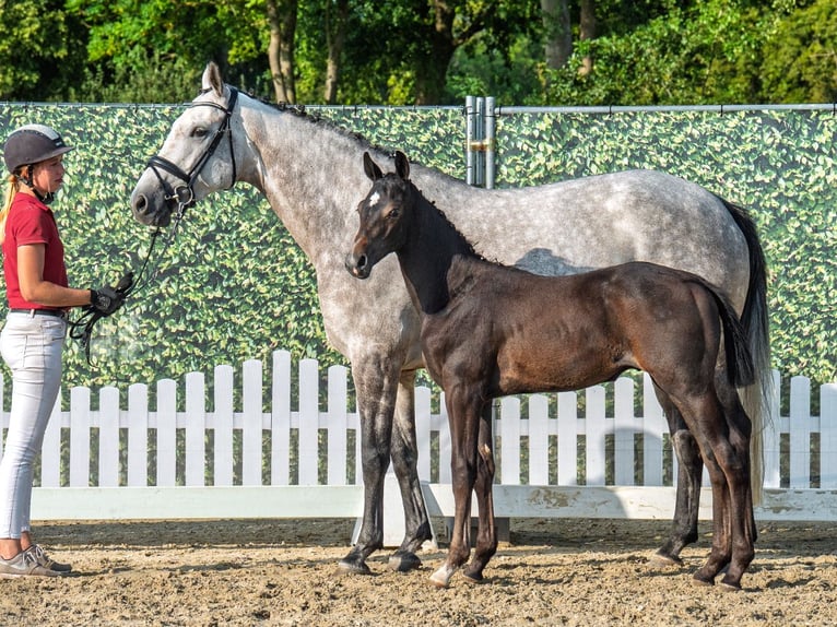 Westphalian Stallion Foal (05/2025) Smoky-Black in M&#xFC;nster-Handorf