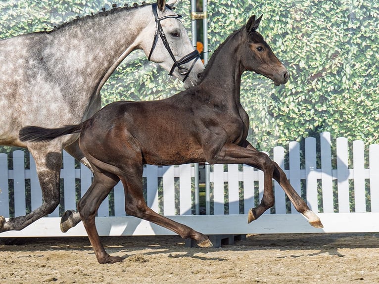 Westphalian Stallion Foal (05/2025) Smoky-Black in M&#xFC;nster-Handorf