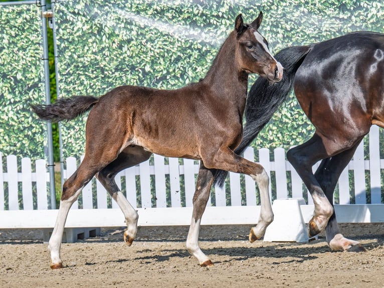 Westphalian Stallion  Smoky-Black in M&#xFC;nster Handorf