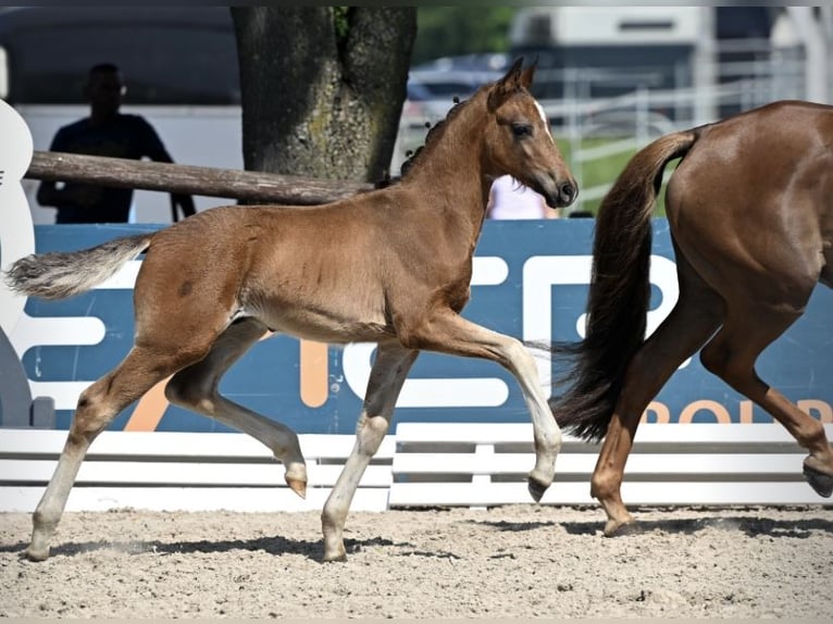 Westphalian Stallion Foal (04/2025) Smoky-Black in Warmsen