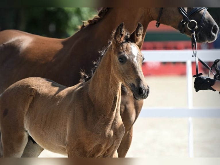 Westphalian Stallion Foal (04/2025) Smoky-Black in Warmsen