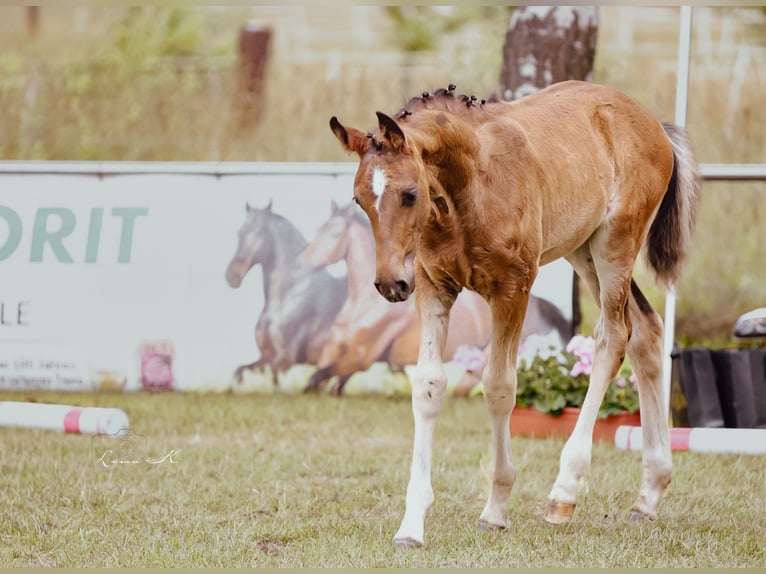 Westphalian Stallion Foal (04/2025) Smoky-Black in Warmsen
