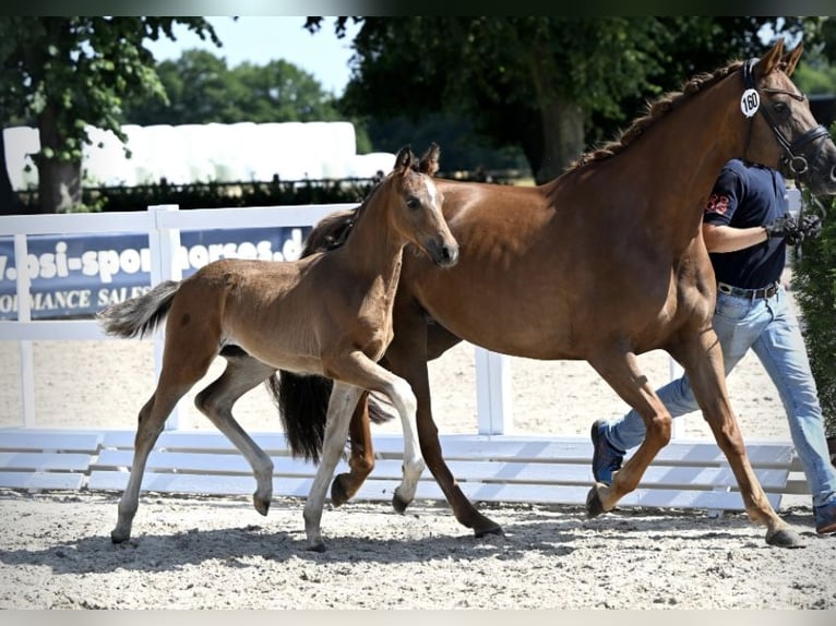 Westphalian Stallion Foal (04/2025) Smoky-Black in Warmsen