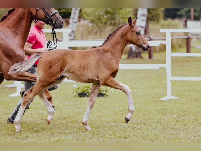 Westphalian Stallion Foal (04/2025) Smoky-Black in Warmsen