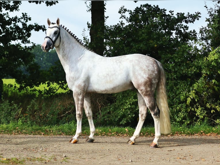 Westphalian Stallion Gray in Löningen