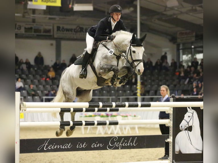 Westphalian Stallion Grey in Riedstadt