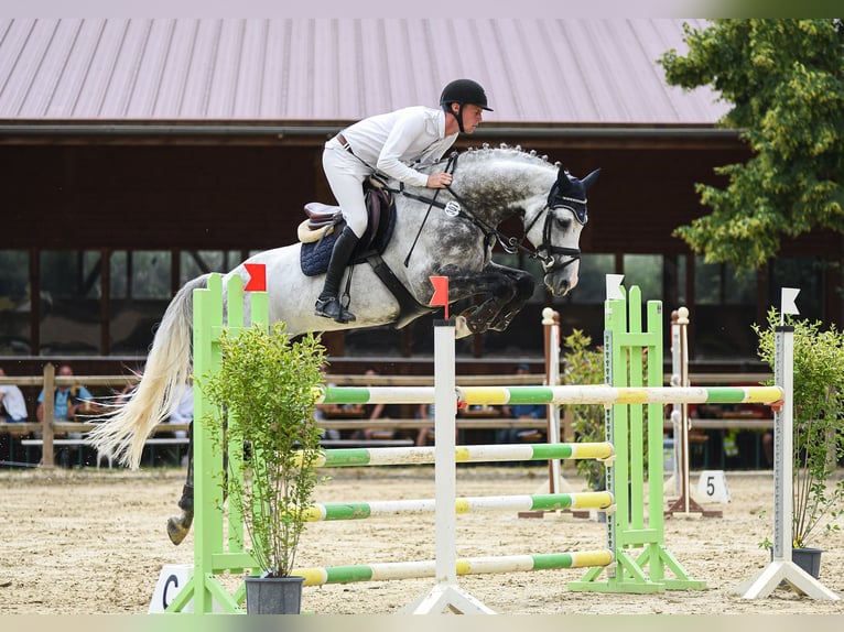 Westphalian Stallion Grey in Riedstadt