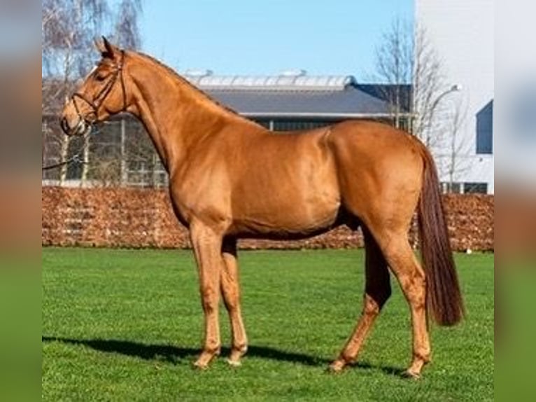 Westphalian Stallion in H&#xF6;rstel