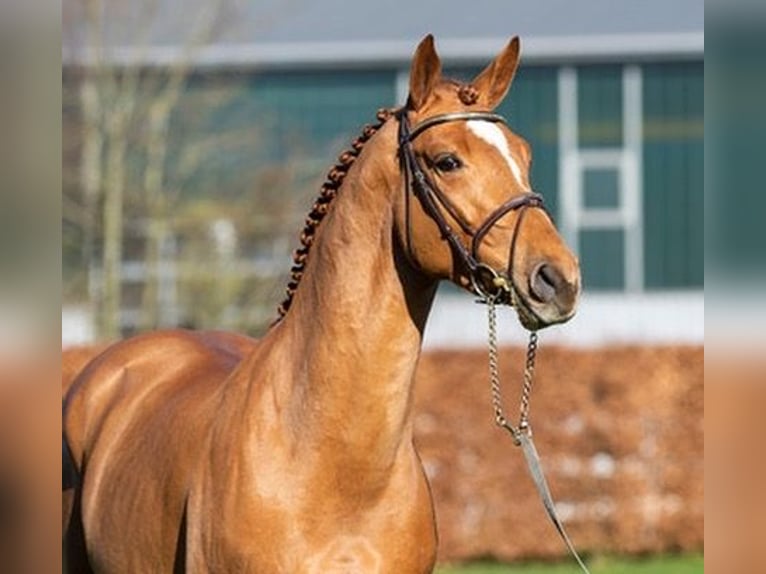 Westphalian Stallion in H&#xF6;rstel