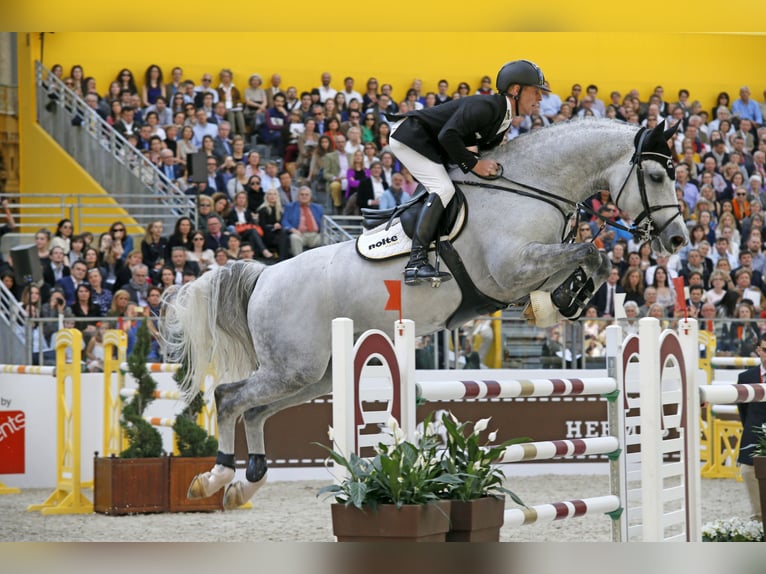 Westphalian Stallion in Celle