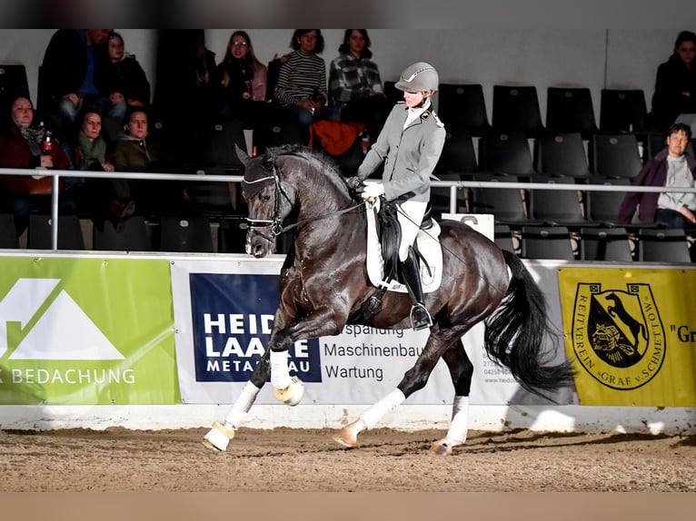 Westphalian Stallion Smoky-Black in Adelheidsdorf