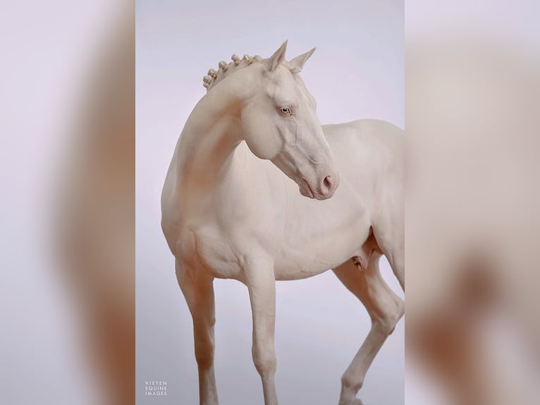 Westphalien Étalon 13 Ans 163 cm Cremello in Knighton