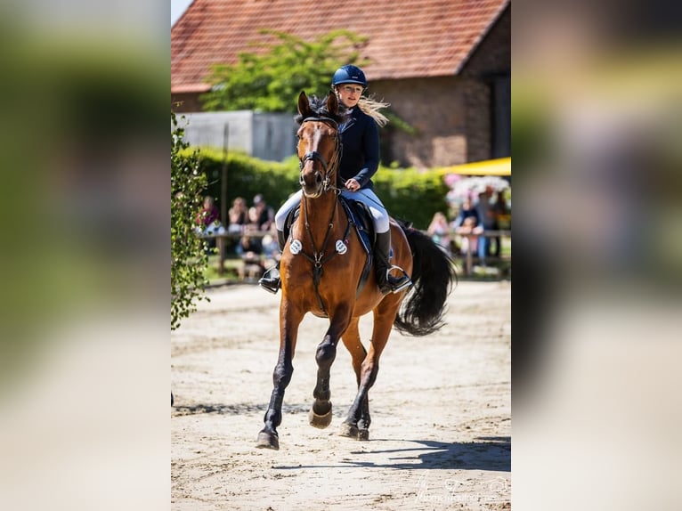 Westphalien Étalon 16 Ans 176 cm Bai in Kalletal