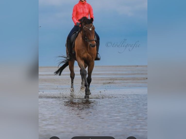 Westphalien Étalon 18 Ans 170 cm Bai in Rehm-Flehde-Bargen