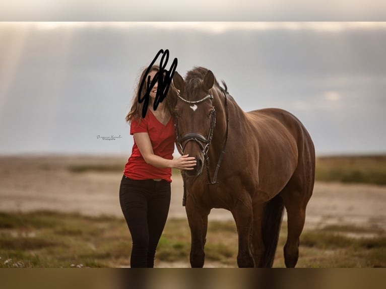Westphalien Étalon 18 Ans 170 cm Bai in Rehm-Flehde-Bargen