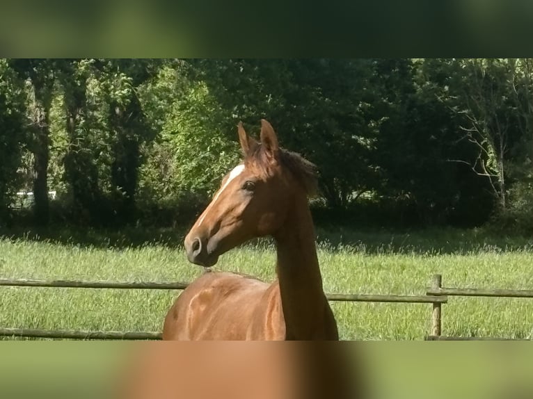Westphalien Étalon 1 Année 160 cm Alezan brûlé in TelgteTelgte
