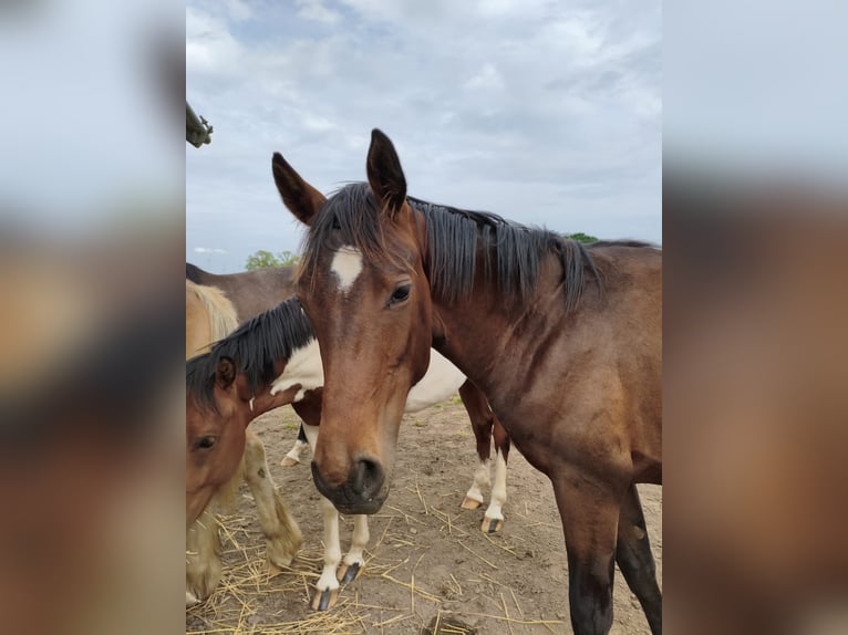 Westphalien Étalon 1 Année 168 cm Bai brun in Hückelhoven