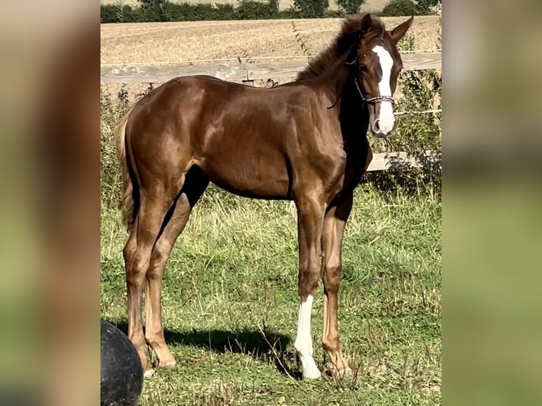 Westphalien Étalon 1 Année 170 cm Alezan brûlé in Emmerthal