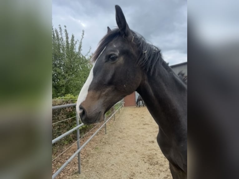 Westphalien Étalon 1 Année 170 cm Bai brun foncé in Melle