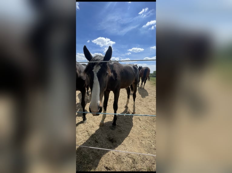 Westphalien Étalon 1 Année 170 cm Bai brun foncé in Melle