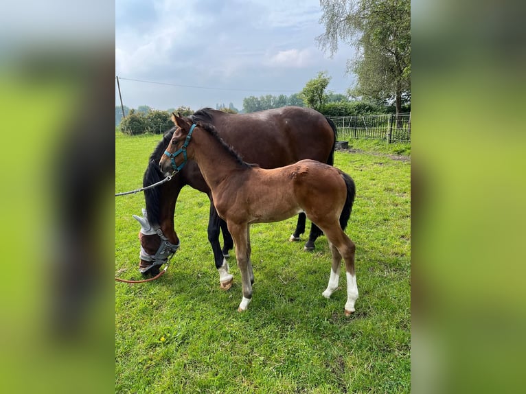 Westphalien Étalon 1 Année 170 cm Bai in Dortmund