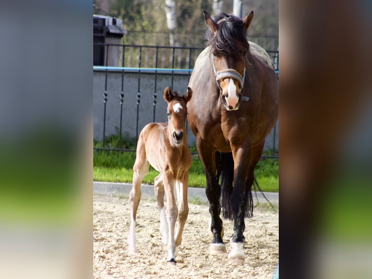 Westphalien Étalon 1 Année 170 cm Bai in Dortmund