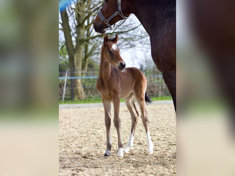 Westphalien Étalon 1 Année 170 cm Bai in Dortmund