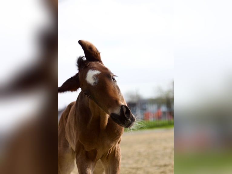 Westphalien Étalon 1 Année 170 cm Bai in Dortmund