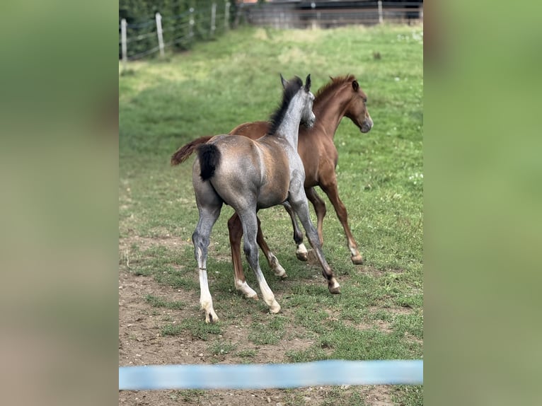 Westphalien Étalon 1 Année 170 cm Peut devenir gris in Melle