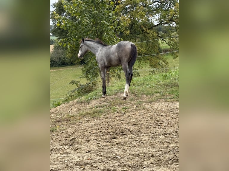 Westphalien Étalon 1 Année 170 cm Peut devenir gris in Melle