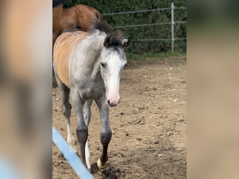 Westphalien Étalon 1 Année 170 cm Peut devenir gris in Melle