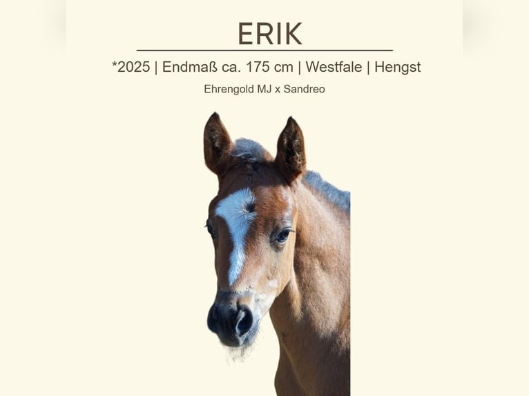 Westphalien Étalon 1 Année 175 cm Bai in Trag