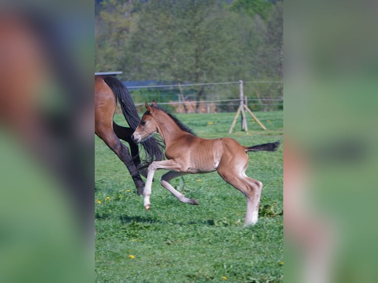 Westphalien Étalon 1 Année 175 cm Bai in Trag