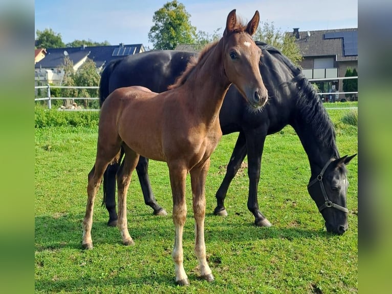 Westphalien Étalon 1 Année Alezan in Borchen