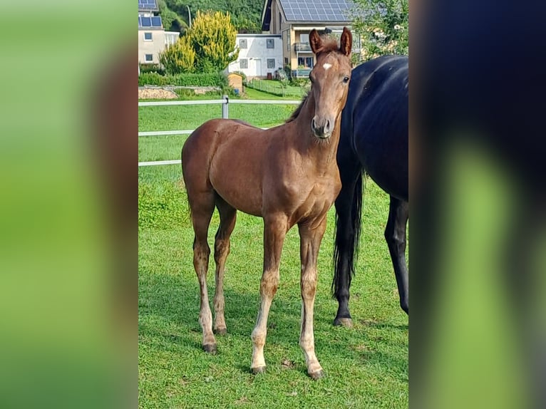 Westphalien Étalon 1 Année Alezan in Borchen