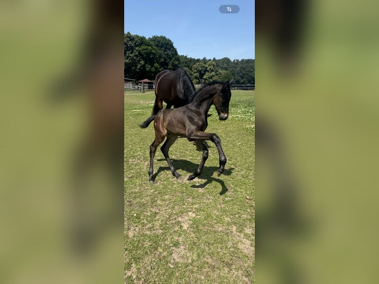 Westphalien Étalon 1 Année Bai brun in WeseL