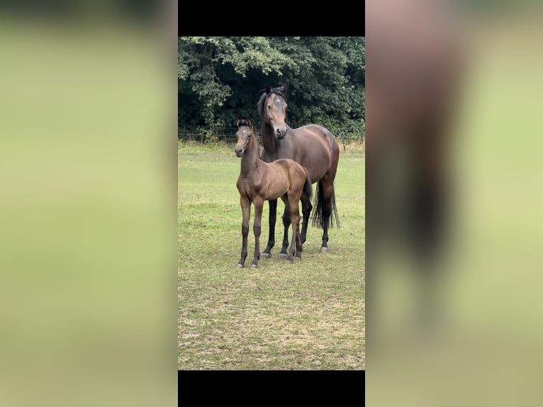 Westphalien Étalon 1 Année Bai brun in WeseL