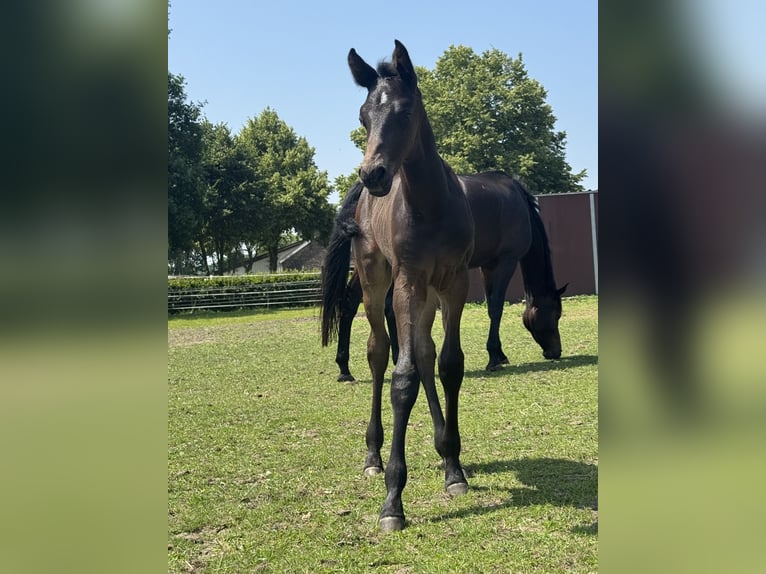 Westphalien Étalon 1 Année Bai brun in WeseL