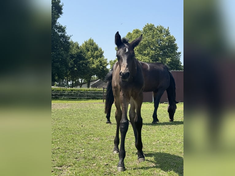 Westphalien Étalon 1 Année Bai brun in WeseL