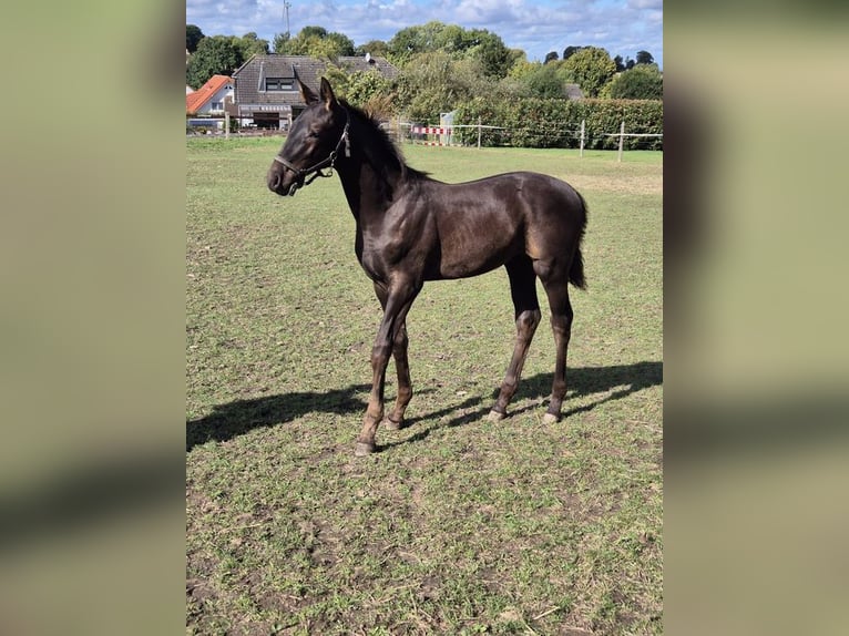 Westphalien Étalon 1 Année Bai brun foncé in Menden