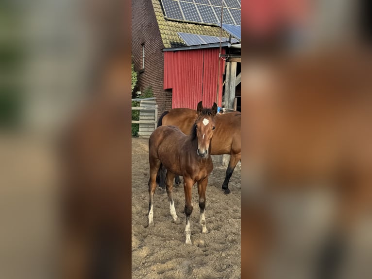 Westphalien Étalon 1 Année Bai in Damme