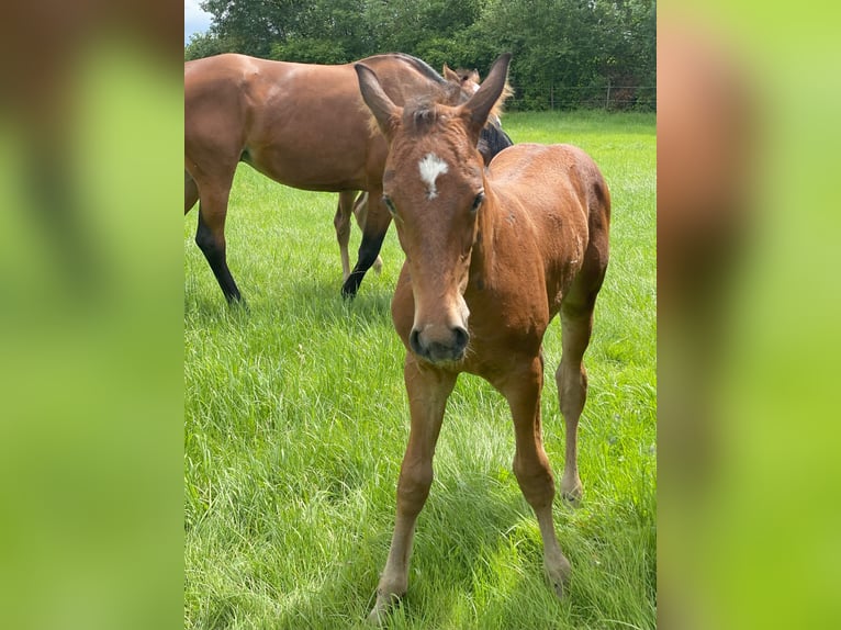 Westphalien Étalon 1 Année Bai in Ascheberg