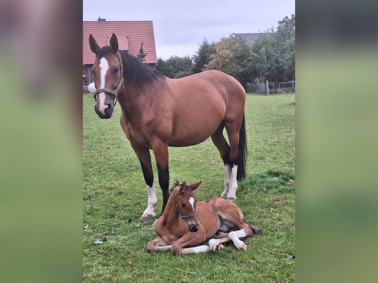 Westphalien Étalon 1 Année Bai in Ascheberg