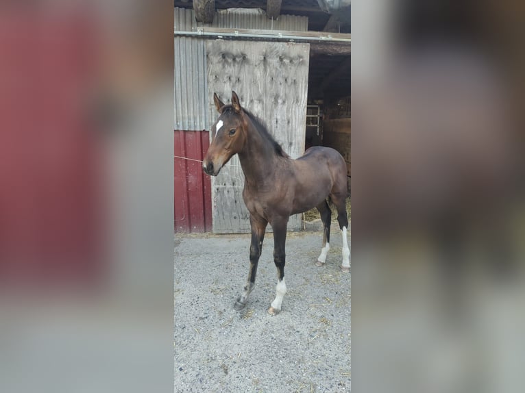 Westphalien Étalon 1 Année Bai in Ascheberg