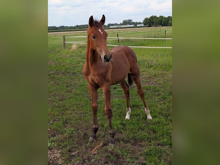 Westphalien Étalon 1 Année Bai in Harsewinkel