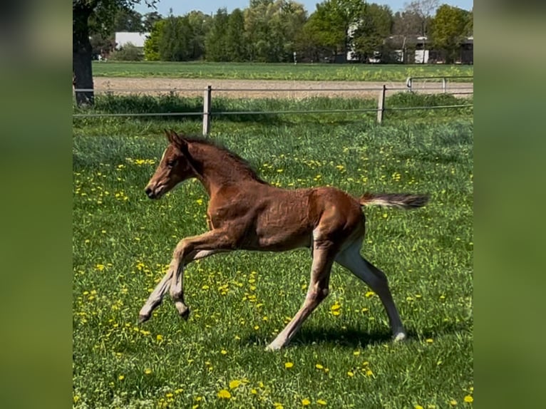 Westphalien Étalon 1 Année Bai in Harsewinkel