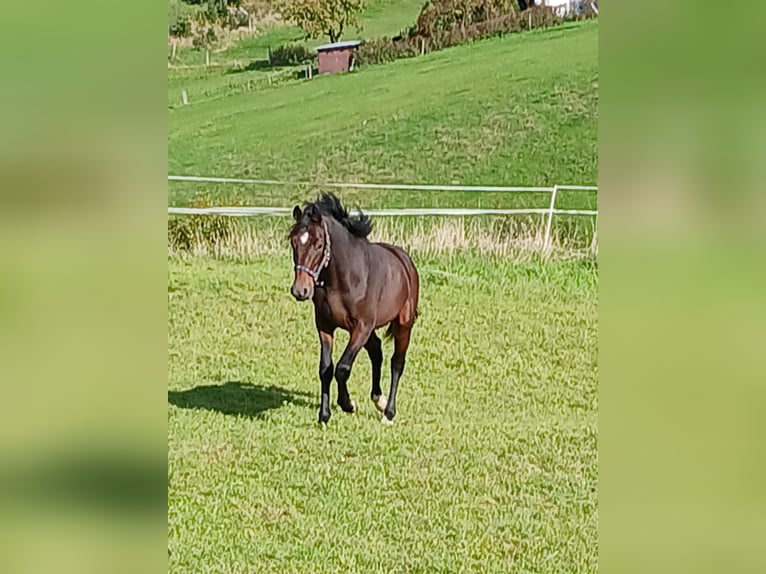 Westphalien Étalon 1 Année Bai in Lindlar