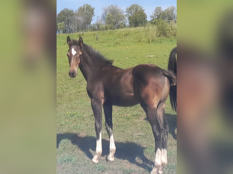 Westphalien Étalon 1 Année Bai in Schotten