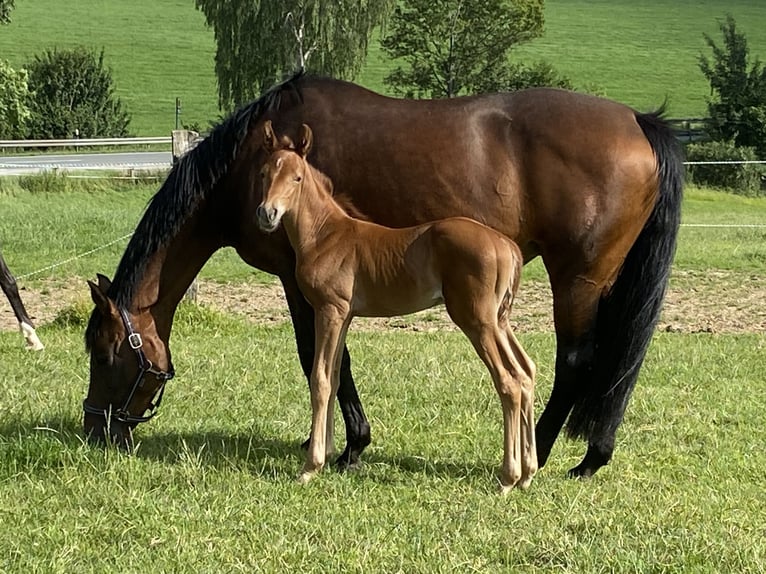 Westphalien Étalon 2 Ans 150 cm Alezan in Coesfeld