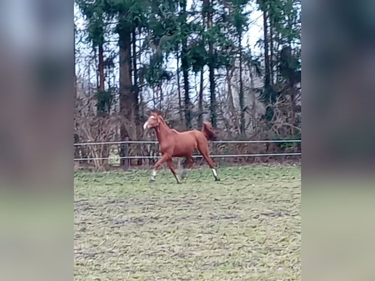 Westphalien Étalon 2 Ans 160 cm Alezan brûlé in Hasbergen